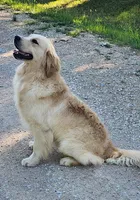 Lambo, a male English Cream Golden Retriever for sale in Manhattan, KS – 3 of 7