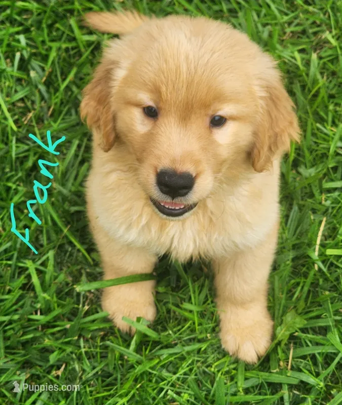 Frank – Golden Retriever puppy for sale in Manhattan, KS