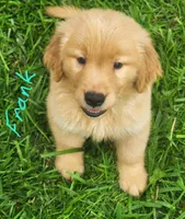 Frank, a male Golden Retriever for sale in Manhattan, KS – 1 of 2