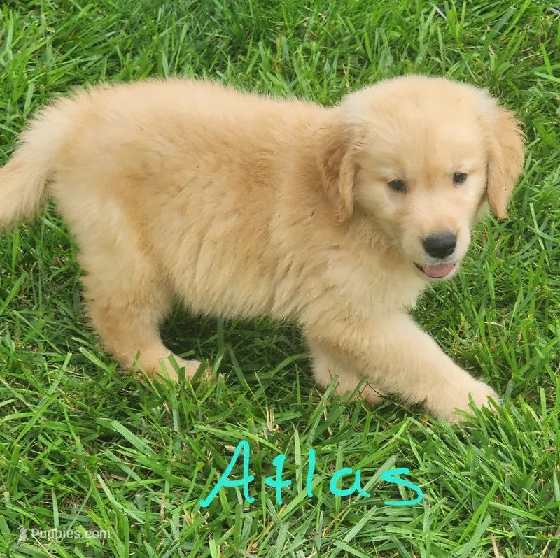 Atlas – Golden Retriever puppy for sale in Manhattan, KS