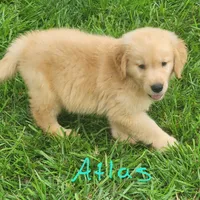 Atlas, a male Golden Retriever for sale in Manhattan, KS – 1 of 2