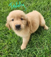 Teddy, a male Golden Retriever for sale in Manhattan, KS – 2 of 2