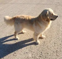 Lambo, a male English Cream Golden Retriever for sale in Manhattan, KS – 7 of 7