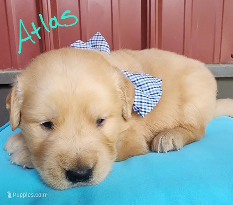 Atlas – Golden Retriever puppy for sale in Manhattan, KS