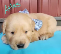 Atlas, a male Golden Retriever for sale in Manhattan, KS – 1 of 3