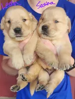 Sasha, a female Golden Retriever for sale in Manhattan, KS – 3 of 3