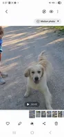 Lambo, a male English Cream Golden Retriever for sale in Manhattan, KS – 4 of 7