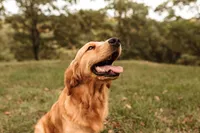 Lou Full Registration, a female Golden Retriever for sale in Manhattan, KS – Photo 2 of 3