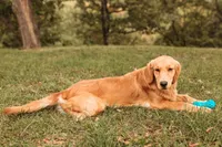 Lou Full Registration, a female Golden Retriever for sale in Manhattan, KS – Photo 1 of 3