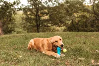 Lou Full Registration, a female Golden Retriever for sale in Manhattan, KS – Photo 3 of 3