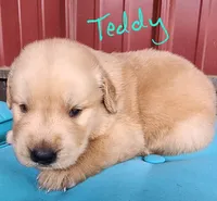 Teddy, a male Golden Retriever for sale in Manhattan, KS – 2 of 3