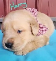 Harry, a male Golden Retriever for sale in Manhattan, KS – 1 of 2