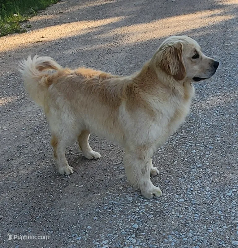 Lambo – English Cream Golden Retriever puppy for sale in Manhattan, KS
