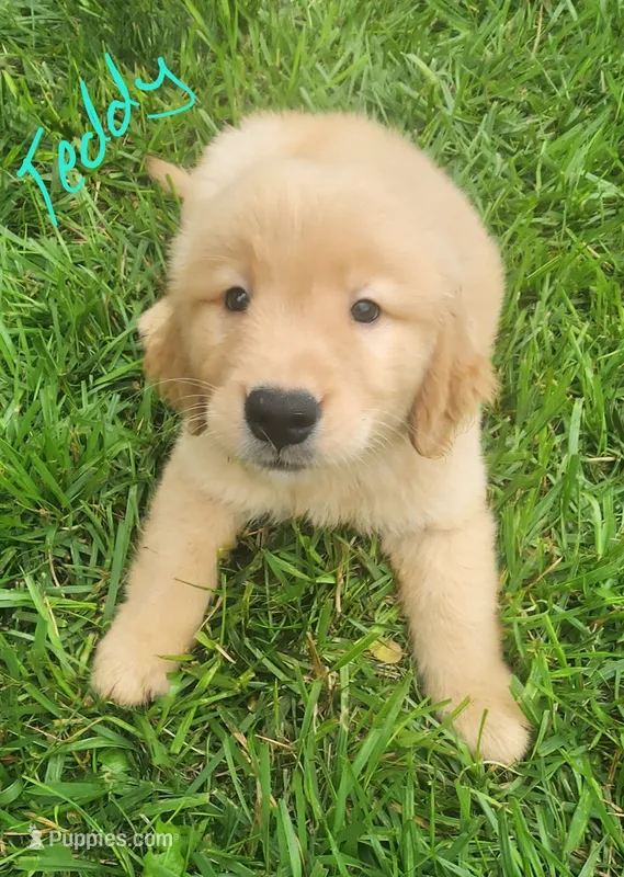 Teddy – Golden Retriever puppy for sale in Manhattan, KS
