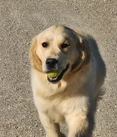 Lambo, a male English Cream Golden Retriever for sale in Manhattan, KS – 6 of 7