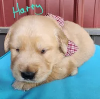 Harry, a male Golden Retriever for sale in Manhattan, KS – 2 of 2