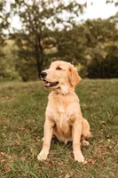 Trouble Full Registration, a female Golden Retriever for sale in Manhattan, KS – Photo 2 of 2