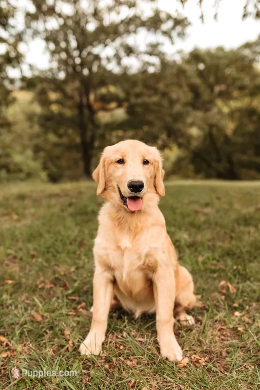 Trouble Full Registration – Golden Retriever puppy for sale in Manhattan, KS