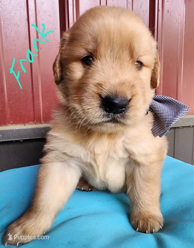 Frank – Golden Retriever puppy for sale in Manhattan, KS
