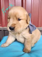 Frank, a male Golden Retriever for sale in Manhattan, KS – 2 of 3