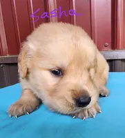 Sasha, a female Golden Retriever for sale in Manhattan, KS – 2 of 3