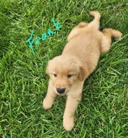 Frank, a male Golden Retriever for sale in Manhattan, KS – 2 of 2