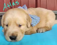Atlas, a male Golden Retriever for sale in Manhattan, KS – 2 of 3