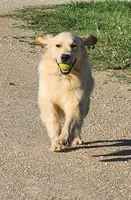 Lambo, a male English Cream Golden Retriever for sale in Manhattan, KS – 5 of 7