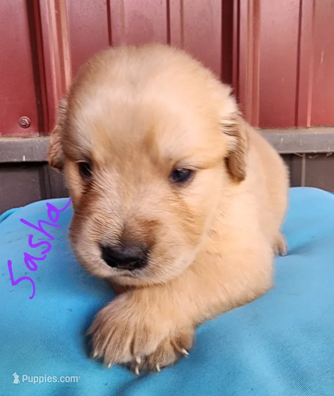 Sasha – Golden Retriever puppy for sale in Manhattan, KS
