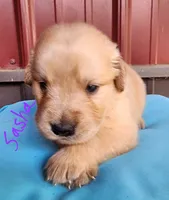 Sasha, a female Golden Retriever for sale in Manhattan, KS – 1 of 3