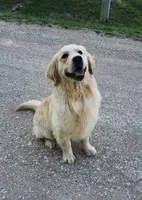 Lambo, a male English Cream Golden Retriever for sale in Manhattan, KS – 2 of 7