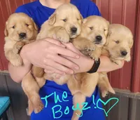 Teddy, a male Golden Retriever for sale in Manhattan, KS – 3 of 3