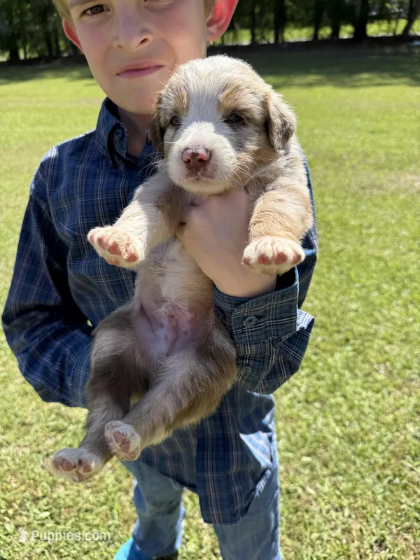 Reaux – Australian Shepherd puppy on hold in Pineville, LA