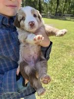 Reaux, a male Australian Shepherd for sale in Pineville, LA – Photo 2 of 2