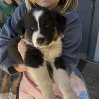Stitch, a male Australian Shepherd for sale in Pineville, LA – Photo 3 of 6