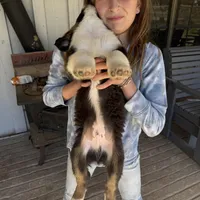 Stitch, a male Australian Shepherd for sale in Pineville, LA – Photo 6 of 6