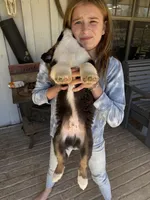 Black Tri 1, a male Australian Shepherd for sale in Pineville, LA – Photo 6 of 6