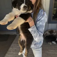 Stitch, a male Australian Shepherd for sale in Pineville, LA – Photo 5 of 6