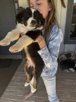 Black Tri 1, a male Australian Shepherd for sale in Pineville, LA – Photo 5 of 6