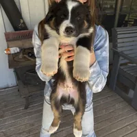 Stitch, a male Australian Shepherd for sale in Pineville, LA – Photo 4 of 6