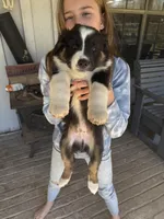 Black Tri 1, a male Australian Shepherd for sale in Pineville, LA – Photo 4 of 6