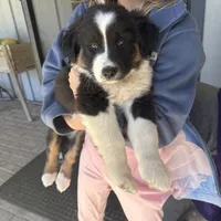 Stitch, a male Australian Shepherd for sale in Pineville, LA – Photo 2 of 6