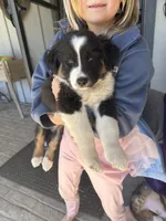 Black Tri 1, a male Australian Shepherd for sale in Pineville, LA – Photo 2 of 6