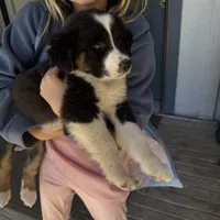 Stitch, a male Australian Shepherd for sale in Pineville, LA – Photo 1 of 6