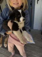 Black Tri 1, a male Australian Shepherd for sale in Pineville, LA – Photo 1 of 6