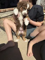 Brown Tri 3 , a female Australian Shepherd for sale in Pineville, LA – Photo 2 of 2