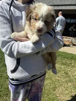 Red Merle, a male Australian Shepherd for sale in Pineville, LA – Photo 2 of 2
