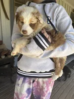 Red Merle, a male Australian Shepherd for sale in Pineville, LA – Photo 1 of 2