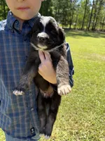 Blackie, a male Australian Shepherd for sale in Pineville, LA – 2 of 3
