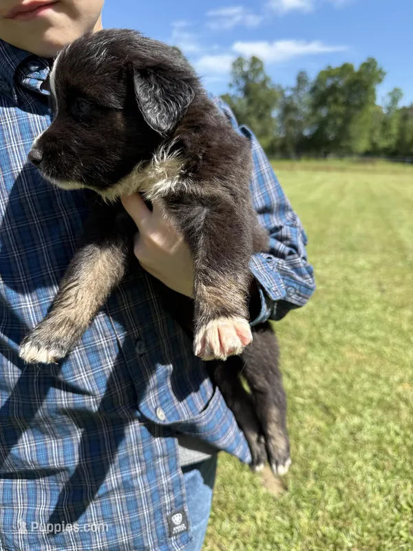 Blackie – Australian Shepherd puppy for sale in Pineville, LA
